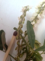 Melilotus albus