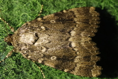 Amphipyra pyramidea