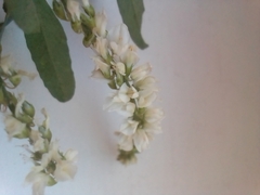 Melilotus albus