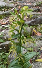 Habenaria ensifolia