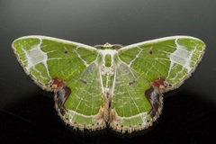 Comibaena albimarginata