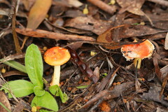 Amanita xanthocephala
