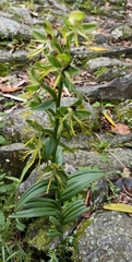 Habenaria ensifolia