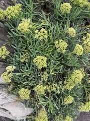 Crithmum maritimum
