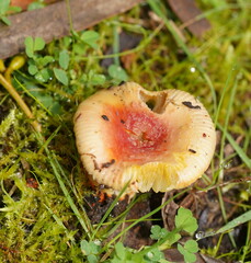 Amanita xanthocephala