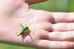 Poecilimon intermedius