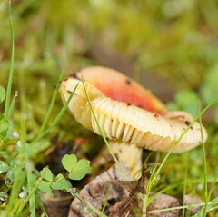 Amanita xanthocephala