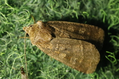 Diarsia rubi