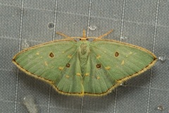 Comostola meritaria