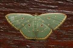 Comostola meritaria