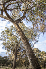 Eucalyptus goniocalyx