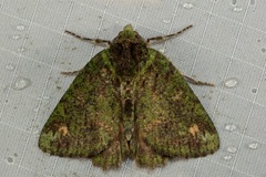 Dindica alaopis