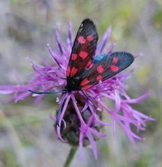 Zygaena