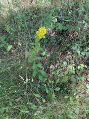 Solidago virgaurea