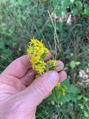 Solidago virgaurea