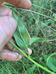 Solidago virgaurea