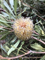 Banksia ornata