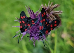 Zygaena