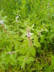 Mentha canadensis