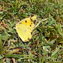 Colias fieldii