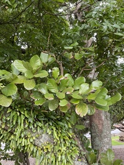 Beilschmiedia tarairi