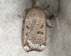 Abagrotis alternata
