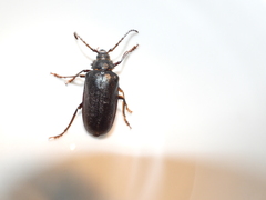 Prionus coriarius