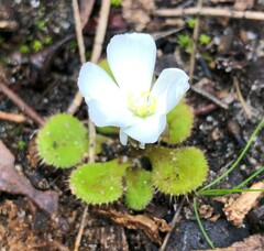 Drosera aberrans
