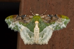 Eucyclodes semialba