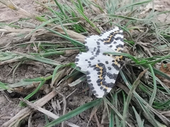 Abraxas grossulariata