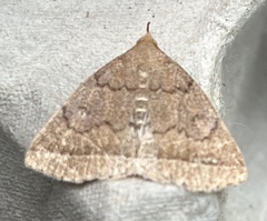 Zanclognatha jacchusalis
