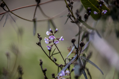 Glycine clandestina