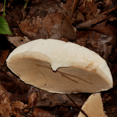 Tylopilus