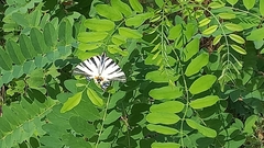 Iphiclides podalirius