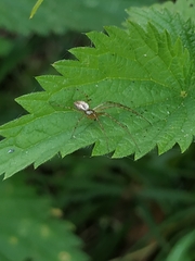 Araneae