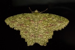 Herochroma urapteraria