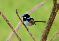 Malurus cyaneus