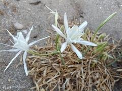 Pancratium maritimum