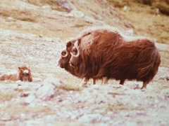 Ovibos moschatus