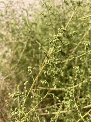 Artemisia scoparia