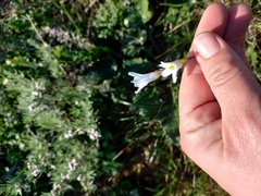 Ixia capillaris