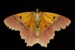 Herochroma urapteraria