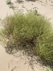 Artemisia scoparia