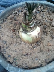 Hippeastrum