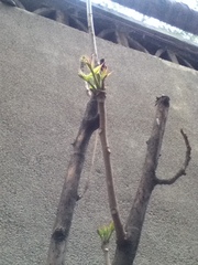 Toona sinensis