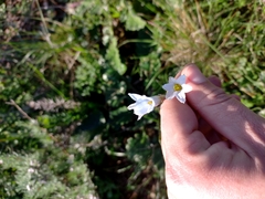 Ixia capillaris