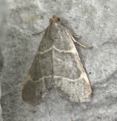 Hypsopygia binodulalis