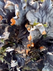 Peltigera membranacea