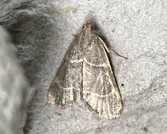 Hypsopygia binodulalis
