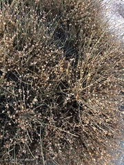 Ephedra fragilis